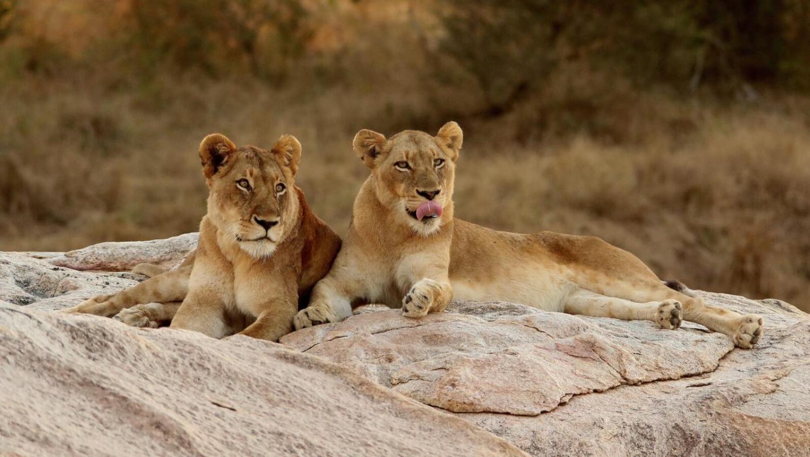 Leopard Hills Private Game Reserve Sabi Sand Game Reserve Dış mekan fotoğraf
