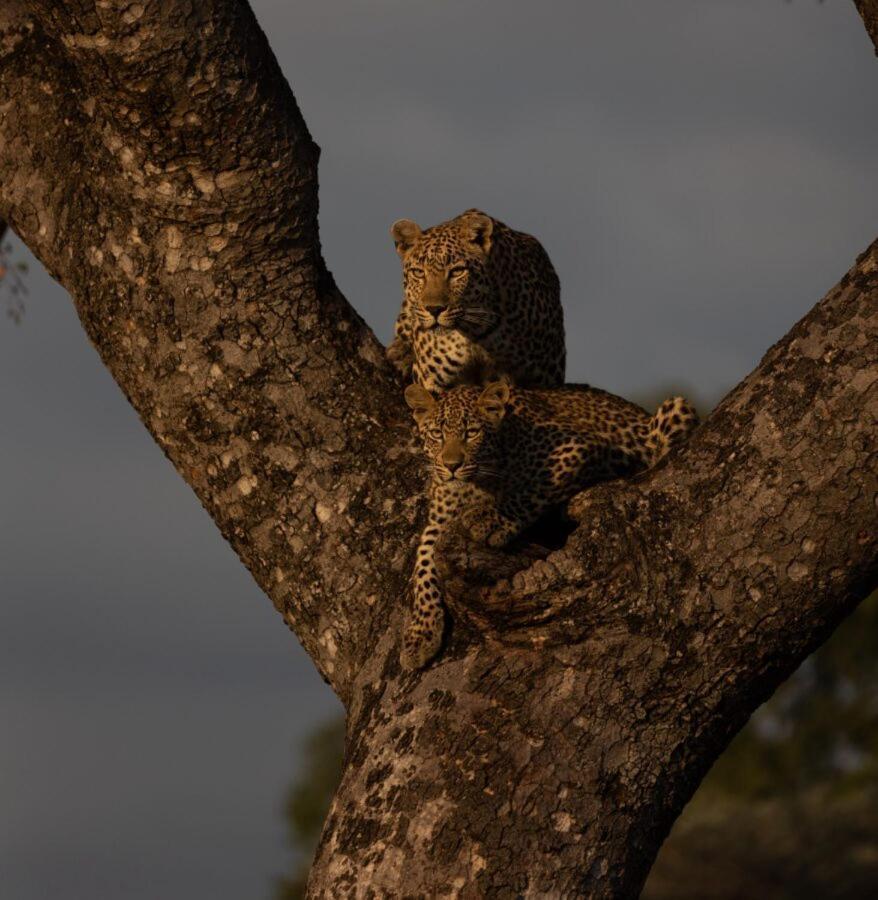 Leopard Hills Private Game Reserve Sabi Sand Game Reserve Dış mekan fotoğraf