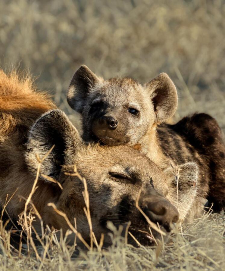 Leopard Hills Private Game Reserve Sabi Sand Game Reserve Dış mekan fotoğraf