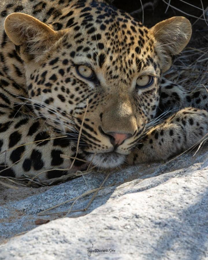 Leopard Hills Private Game Reserve Sabi Sand Game Reserve Dış mekan fotoğraf